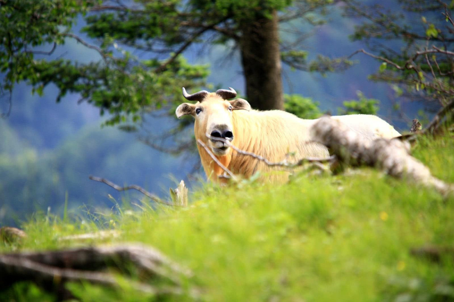 “秦嶺殺人王”犯罪未遂！500斤重保護動物闖入居民區